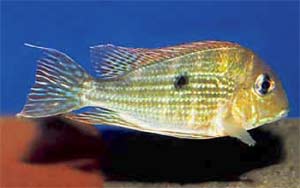 Geophagus sp. aff. altifrons 'Tapajos'