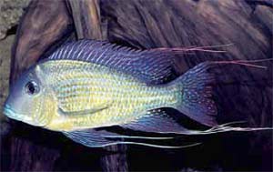 Geophagus sp. cf. altifrons 'Tocantins/Araguaia'